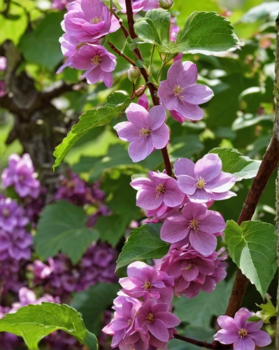 flowering currant,flowering shrub,garden shrub,lilac flowers,flowers in may,small-leaf lilac,early summer flowers,fragrant flowers,flowering shrubs,hyacinth bean,syringa,lilac arbor,pink hydrangea,lilac flower,daphne flower,purple flowers,common lilac,pink flowers,lilacs,lilac branch,Art,Classical Oil Painting,Classical Oil Painting 31