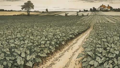 vegetables landscape,vegetable field,grant wood,sugar beet,picking vegetables in early spring,potato field,agricultural,cultivated field,farm landscape,furrows,soybeans,agroculture,farmland,furrow,valensole,agriculture,crops,farming,field cultivation,fruit fields,Illustration,Retro,Retro 25