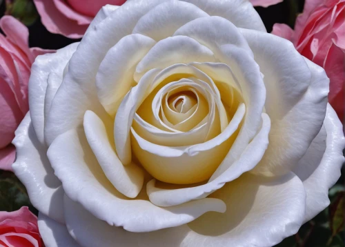 hybrid tea rose,bicolor rose,cream rose,bicolored rose,porcelain rose,white mexican rose,julia child rose,garden roses,disney rose,flower rose,lady banks' rose,lady banks' rose ,rose wrinkled,rosa 'paloma blanca,esperance roses,shrub rose,blooming roses,peach rose,romantic rose,polyantha rose,Illustration,American Style,American Style 14