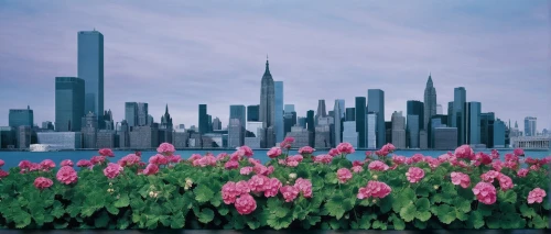 pink tulips,pink hyacinth,tulips,india hyacinth,tulip festival,hyacinths,tulipa,red tulips,tulips field,opium poppies,pink tulip,turkestan tulip,skyscrapers,tulipa tarda,giant rhubarb,tulip fields,tulpenbüten,tulip field,two tulips,tulipa humilis,Photography,Fashion Photography,Fashion Photography 20