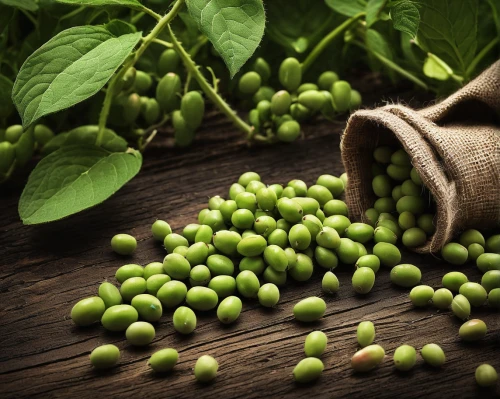 green soybeans,fragrant peas,mung bean,mung beans,soybeans,peas,soybean oil,grape seed extract,moong bean,soybean,green grapes,green grape,olives,unripe currant,pea,unripe grapes,edamame,olive family,peppercorns,broad bean,Photography,Documentary Photography,Documentary Photography 26