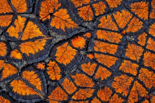 pearl crescent,polygonia,autumn pattern,leaf pattern,orange butterfly,fall leaf border,orange petals,embroidered leaves,carrot pattern,polyommatus,leaf macro,melitaea,autumn leaf paper,butterfly pattern,fallen leaf,polyommatus icarus,euphydryas,horned melon,checkerboard butterfly,calendula petals,Photography,Documentary Photography,Documentary Photography 25