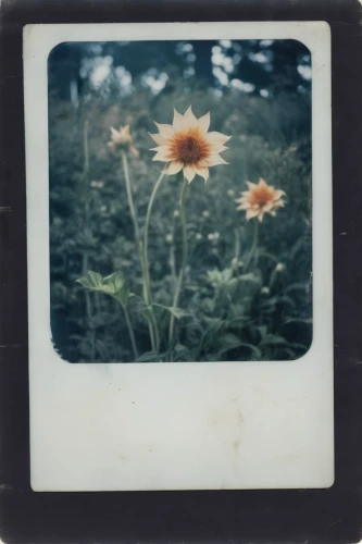 flowers frame,vintage flowers,lubitel 2,agfa isolette,polaroid,polaroid pictures,retro flowers,perennials-sun flower,helianthus,flower frame,barberton daisy,sun flowers,barberton daisies,sun daisies,marguerite,crown daisy,flower frames,meadow daisy,floral frame,instant camera,Photography,Documentary Photography,Documentary Photography 03