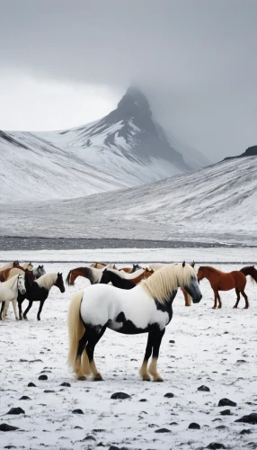 iceland horse,horse herd,wild horses,icelandic horse,beautiful horses,equines,white horses,horses,winter animals,mountain cows,horse herder,wild animals crossing,nature of mongolia,horse horses,iceland foal,eastern iceland,arctic antarctica,icelanders,national geographic,two-horses,Illustration,Vector,Vector 20