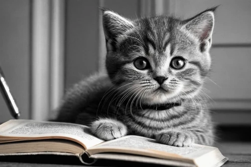 bookmark,bookworm,tabby kitten,relaxing reading,read a book,reader,child with a book,reading,lecture,little girl reading,reading the newspaper,kitten,newspaper reading,european shorthair,books,cute cat,scholar,to read,writing-book,browsing,Photography,Black and white photography,Black and White Photography 10