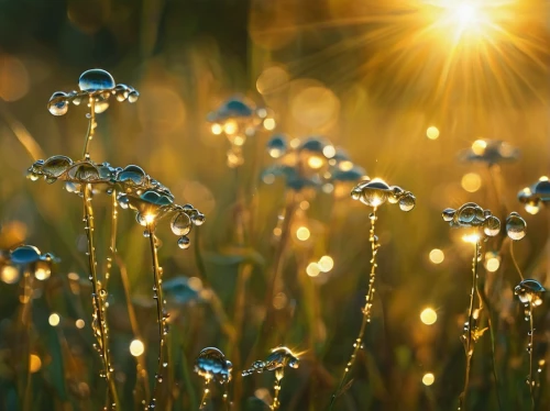 dewdrops in the morning sun,morning light dew drops,dewdrops,dew drops,meadows of dew,dew drops on flower,early morning dew,morning dew,dewdrop,dew droplets,dew drop,waterdrops,fireflies,garden dew,dew on grass,sunrays,frozen dew drops,sunbeams,sun rays,dandelion seeds,Illustration,Realistic Fantasy,Realistic Fantasy 37