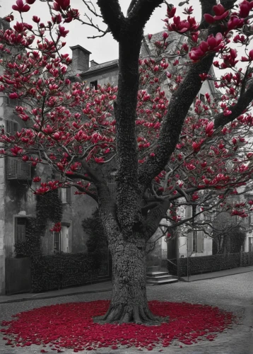 red tree,red magnolia,red petals,remembrance day,cherry tree,ornamental cherry,flower tree,painted tree,remembrance,ornamental tree,fallen petals,chestnut tree with red flowers,red confetti,flourishing tree,blossom tree,red mulberry,scarlet oak,lest we forget,poppy red,proliferation,Photography,Black and white photography,Black and White Photography 15