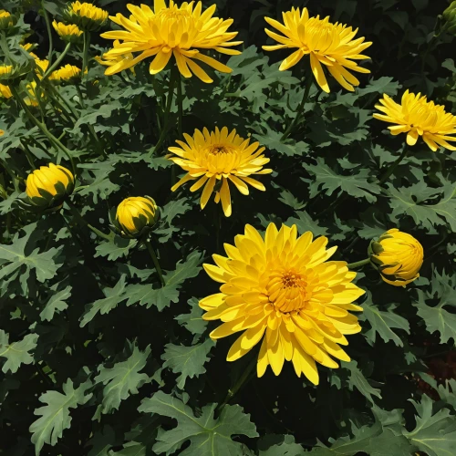 yellow chrysanthemums,garden chrysanthemums,yellow chrysanthemum,siberian chrysanthemum,chrysanthemums,garden chrysanthemum,korean chrysanthemum,chrysanthemum flowers,chrysanthemum coronarium,autumn chrysanthemum,wild chrysanthemum,yellow gerbera,chrysanthemum exhibition,chrysanthemum,chrysanths,yellow daisies,chrysanthemum grandiflorum,chrysanthemum stars,helianthus occidentalis,helianthus annuus,Illustration,American Style,American Style 09