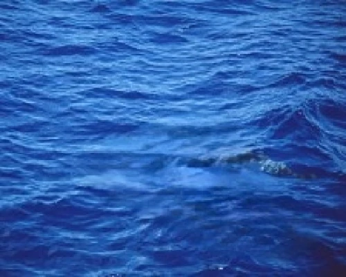 dolphin swimming,ocean background,dolphin background,water surface,ocean underwater,spinner dolphin,blue sea,dolphins in water,blue water,common bottlenose dolphin,spotted dolphin,seabed,sea,blue waters,blue whale,underwater background,short-finned pilot whale,ripples,on the water surface,sailfish