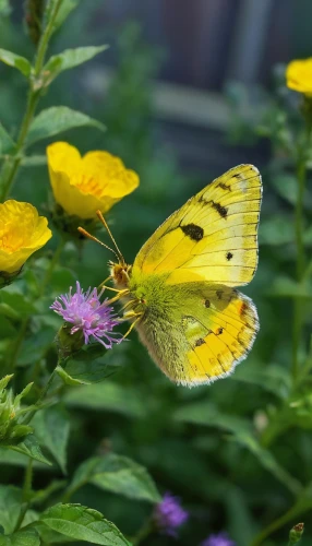 cloudless sulphur,orange sulphur,yellow butterfly,colias croceus,colias sareptensis,colias hyale,eastern pale clouded yellow,garden butterfly-the aurora butterfly,colias,garden loosestrife,butterfly on a flower,silver-washed fritillary,chloris chloris,lycaena phlaeas,butterfly feeding,french butterfly,limenitis,hesperia (butterfly),golden passion flower butterfly,eurema lisa,Art,Classical Oil Painting,Classical Oil Painting 15
