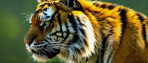 asian tiger,sumatran tiger,bengal tiger,a tiger,chestnut tiger,tiger head,tiger,bengal,tiger png,siberian tiger,tigerle,bengalenuhu,young tiger,kalimantan,tigers,sumatran,royal tiger,tiger cat,type royal tiger,wildlife,Illustration,American Style,American Style 02