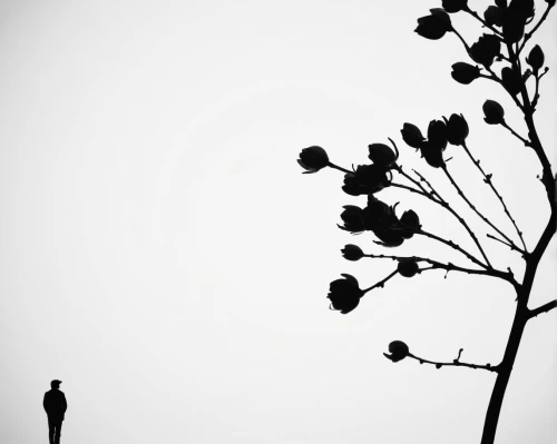 silhouette of man,tree silhouette,man silhouette,silhouette against the sky,lone tree,woman silhouette,conceptual photography,loneliness,garden silhouettes,to be alone,solitary,isolated tree,tree thoughtless,old tree silhouette,alone,stand alone,solitude,lone,silhouette,abstract silhouette,Illustration,Black and White,Black and White 33