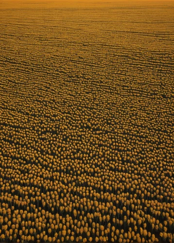 field of rapeseeds,potato field,sunflower field,pineapple field,corn field,field of cereals,soybeans,cornfield,pineapple fields,bed in the cornfield,fruit fields,daffodil field,grain field,corn kernels,poppy field,cropland,soybean,vegetable field,farmland,tulips field,Conceptual Art,Daily,Daily 26