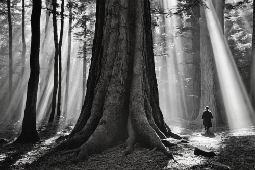 redwoods,old-growth forest,redwood tree,enchanted forest,the girl next to the tree,holy forest,forest of dreams,the roots of trees,foggy forest,fairytale forest,redwood,haunted forest,girl with tree,grove of trees,forest tree,fairy forest,monochrome photography,the forest,spruce forest,tree grove,Photography,Black and white photography,Black and White Photography 10