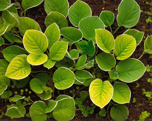 bicolor leaves,upright yellow sorrel,lotus leaves,redwood sorrel,pond plants,thick-leaf plant,miner's lettuce,mandarin leaves,pak-choi,aquatic plant,tropical leaf pattern,foliage leaf,green foliage,foliage leaves,veratrum,green leaves,leaves,ornamental plant,water plants,oxalis,Conceptual Art,Oil color,Oil Color 16