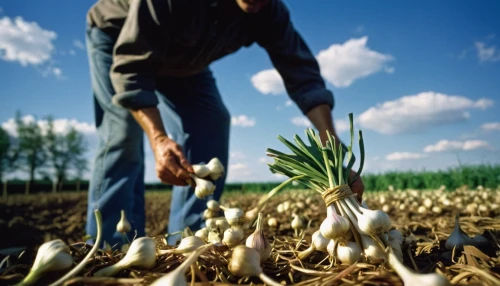 cultivated garlic,white onions,calçot,onion bulbs,root crop,aggriculture,garlic bulbs,field cultivation,bulgarian onion,picking vegetables in early spring,horseradish,cultivated field,yucca gigantea,monocotyledon,giant yucca,yucca palm,agricultural use,onion peels,agroculture,cereal cultivation,Unique,3D,Toy