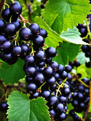 blackcurrants,black currants,elderberries,black berries,elder berries,purple grapes,elderberry,blue grapes,ripe berries,currant berries,blackcurrant,black currant,currant bush,goose berries,johannsi berries,berries,berry fruit,blackberries,mixed berries,currants,Conceptual Art,Sci-Fi,Sci-Fi 05