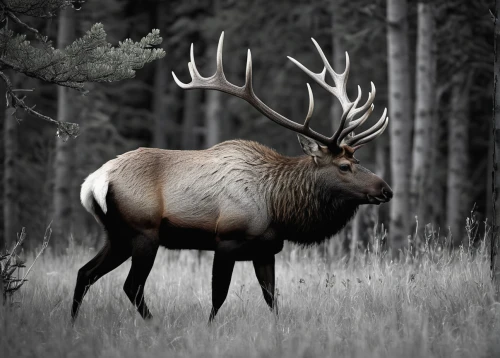 elk bull,bull elk resting,elk,antler velvet,whitetail,whitetail buck,bull elk on lateral moraine,red deer,bull elk next to madison river,manchurian stag,young bull elk,antler,elk reposing on lateral moraine,deer bull,male deer,pere davids male deer,cervus elaphus,buffalo plaid antlers,damm wild antler,elks,Photography,Black and white photography,Black and White Photography 02