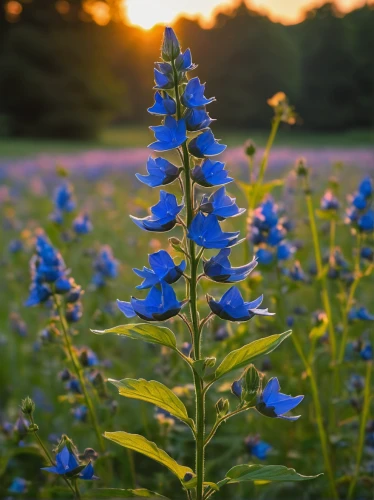 blue bonnet,flower in sunset,bluebonnet,dayflower,dayflower family,siberian bugloss,rocket flowers,texas bluebonnet,delphinium,field flowers,borage family,wildflowers,blue bell,flowers of the field,flowers field,rocket flower,lobelia,borage,serbian bellflower,beardtongue,Unique,3D,Modern Sculpture