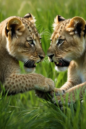 lions couple,courtship,tenderness,amorous,biting,cheetahs,lion with cub,cheetah and cubs,lionesses,pounce,cheetah mother,cute animals,big cats,affection,male lions,serengeti,wild life,first kiss,exotic animals,she feeds the lion,Photography,Artistic Photography,Artistic Photography 06