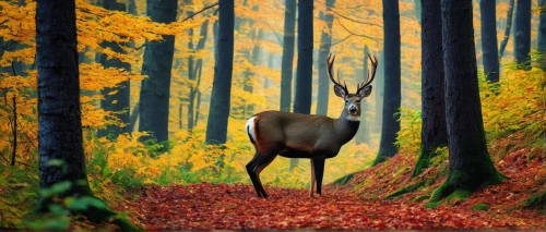 forest animal,autumn forest,european deer,germany forest,forest animals,autumn background,pere davids deer,elk,red deer,pere davids male deer,male deer,antler velvet,forest background,deer,gold deer,deer illustration,whitetail,stag,deers,whitetail buck,Photography,Documentary Photography,Documentary Photography 27
