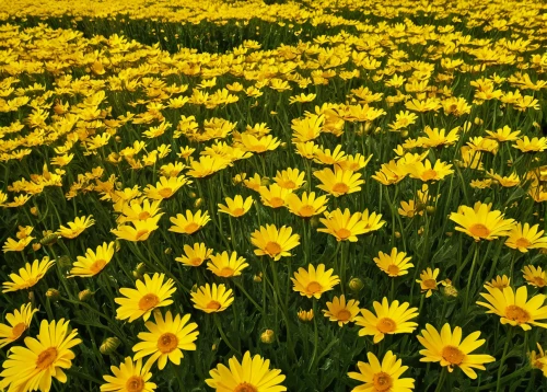 yellow daisies,field of flowers,daffodil field,yellow chrysanthemums,flower field,yellow daffodils,blanket of flowers,yellow tulips,flowers field,daffodils,yellow flowers,yellow petals,calendula petals,australian daisies,blooming field,marigolds,flower carpet,sun daisies,sea of flowers,yellow garden,Art,Artistic Painting,Artistic Painting 33