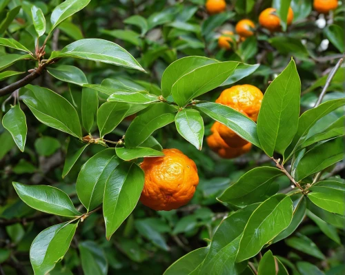 calamondin,citrus sinensis,tangerine fruits,growing mandarin tree,orange tree,mandarin oranges,citrus plant,tangerine tree,mandarin leaves,asian green oranges,mandarins,minneola,tangerines,orange climbing plant,kumquats,kumquat,orange fruit,mandarin,chinese dry tangerine,mandarin orange,Illustration,American Style,American Style 08