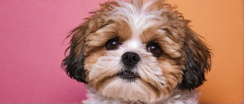 shih tzu,japanese chin,tibetan terrier,cavalier king charles spaniel,havanese,lhasa apso,pekingese,king charles spaniel,tibetan spaniel,cavachon,shih-poo,pet vitamins & supplements,bearded collie,shih poo,cavapoo,affenpinscher,chinese crested dog,picardy spaniel,french spaniel,cockapoo,Illustration,American Style,American Style 11