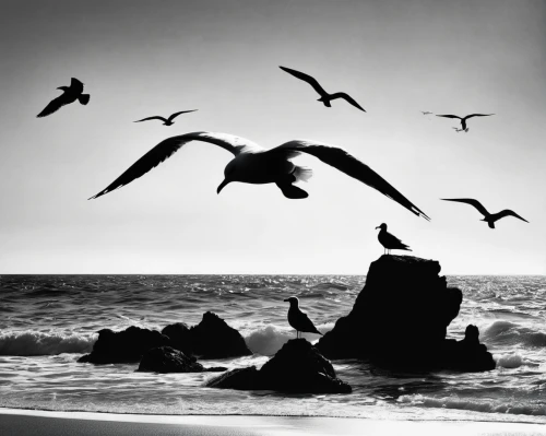 flying sea gulls,sea gulls,sea birds,gulls,seagulls,seabirds,seagull,seagulls flock,seagull in flight,seagull flying,birds in flight,sea-gull,silver gulls,seagulls birds,seabird,blackandwhitephotography,flying birds,bird flight,sea gull,monochrome photography,Illustration,Black and White,Black and White 31