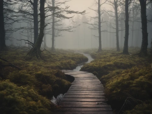 foggy forest,forest path,wooden path,the mystical path,wooden bridge,the path,pathway,hiking path,forest walk,foggy landscape,path,forest of dreams,germany forest,fairytale forest,walkway,tree top path,autumn fog,flooded pathway,forest floor,appalachian trail,Photography,General,Cinematic