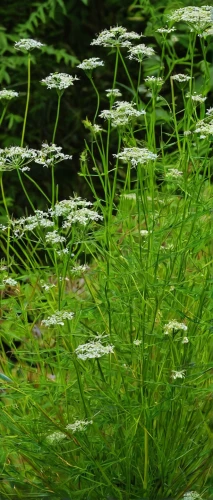 fennel pondweed,water dropwort,aquatic plant,sea arrowgrass,aquatic herb,hornwort,aquatic plants,umbelliferae,charophyta,pond plants,foeniculum vulgare,water smartweed,filipendula ulmaria,apiaceae,arrowgrass,grass fronds,achillea millefolium,sweet cicely,water plants,reed grass,Conceptual Art,Fantasy,Fantasy 07