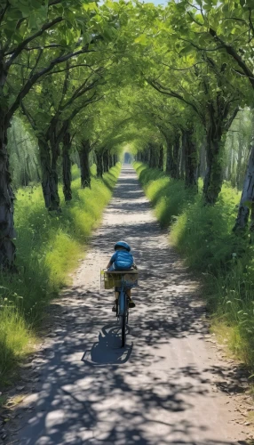 bicycle path,bicycle ride,bike path,road bicycle,bicycle lane,bike ride,bicycling,artistic cycling,bicycle,bicycle riding,road cycling,cyclist,tree lined lane,forest road,cycling,cross-country cycling,biking,tree lined path,road bike,country road,Conceptual Art,Graffiti Art,Graffiti Art 02