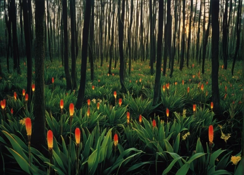 wild tulips,torch lilies,schopf-torch lily,fritillaria imperialis,forest floor,tulip field,forest fire,torch lily,trusses of torch lilies,orange tulips,tulips field,forest glade,forest plant,western red lily,swamp iris,fairy forest,northern hardwood forest,tulipa,forest landscape,lilies of the valley,Photography,Black and white photography,Black and White Photography 14