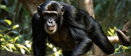 common chimpanzee,celebes crested macaque,chimpanzee,siamang,bonobo,cercopithecus neglectus,colobus,white-fronted capuchin,chimp,white-headed capuchin,mandrill,tufted capuchin,guenon,primate,capuchin,baboon,great apes,belize zoo,ape,uakari,Conceptual Art,Fantasy,Fantasy 27