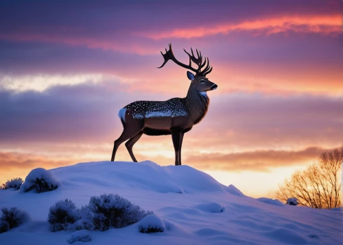 winter deer,red deer,mule deer,glowing antlers,whitetail,european deer,whitetail buck,fallow deer,male deer,white-tailed deer,fallow deer group,elk,pere davids male deer,christmas deer,rudolf,deers,pere davids deer,rudolph,deer,reindeer from santa claus,Photography,Fashion Photography,Fashion Photography 07