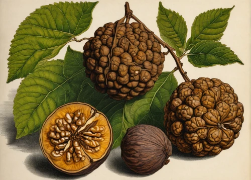 chestnut fruits,juglans nigra,hazelnuts,aesculus,aesculus hippocastanum,chestnut fruit,aesculus carnea,cocoa beans,juglans,walnut,barbary fig,chestnut röhling,walnut oil,medlar,walnuts,chestnut with leaf,black walnuts,chestnut bur,roasted chestnut,allspice,Illustration,Black and White,Black and White 27