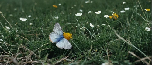 celastrina,chasing butterflies,flying dandelions,wildflower meadow,coenonympha tullia,butterfly background,common blue butterfly,isolated butterfly,satyrium (butterfly),white butterflies,chamomile in wheat field,coenonympha,meadows,white butterfly,summer meadow,small meadow,butterfly isolated,butterfly on a flower,helios44,spring meadow,Photography,Documentary Photography,Documentary Photography 12