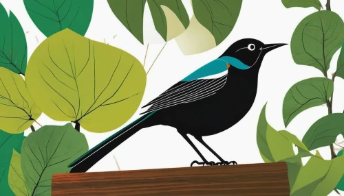 bird illustration,brewer's blackbird,greater antillean grackle,flower and bird illustration,great-tailed grackle,grackle,boat tailed grackle,rusty blackbird,white-winged widowbird,new caledonian crow,broadbill,bird on branch,song bird,tanager,magpie,corvus monedula,pied bush chat,indigo bunting,illustration,bird drawing,Illustration,Vector,Vector 13