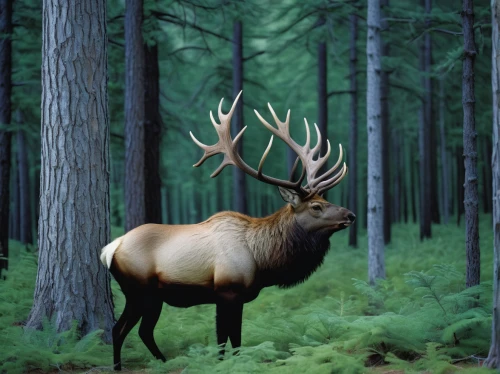 bull elk resting,elk bull,elk,whitetail,cervus elaphus,whitetail buck,antler velvet,european deer,male deer,manchurian stag,young bull elk,deer bull,bull elk on lateral moraine,forest animal,stag,pere davids male deer,red deer,bull elk next to madison river,bucks,elk reposing on lateral moraine,Photography,Documentary Photography,Documentary Photography 07