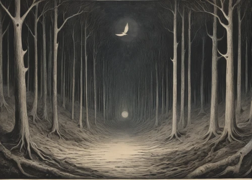 forest landscape,forest dark,night scene,forest of dreams,forest path,moonlit night,hollow way,the forest,haunted forest,forest road,enchanted forest,the mystical path,nocturnes,moonlit,forest,moonbeam,the forests,winter forest,light of night,tree grove,Illustration,Black and White,Black and White 23