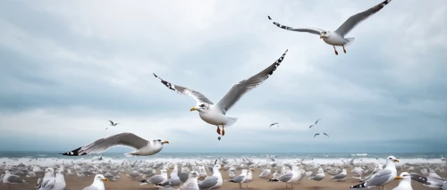 seagulls flock,gulls,seagulls,flying sea gulls,sea gulls,seagulls birds,white pigeons,sea birds,migratory birds,herring gulls,flock of birds,white storks,crested terns,birds in flight,migration,flock,migrate,animal migration,terns,flock home,Illustration,Realistic Fantasy,Realistic Fantasy 36