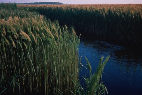 phragmites,reed grass,freshwater marsh,phragmites australis,reeds,tidal marsh,bulrush,cattails,salt marsh,rushes,polder,marsh,sweetgrass,cattail,wetlands,wetland,wild rice,long grass,north baltic canal,silver grass,Photography,Documentary Photography,Documentary Photography 15
