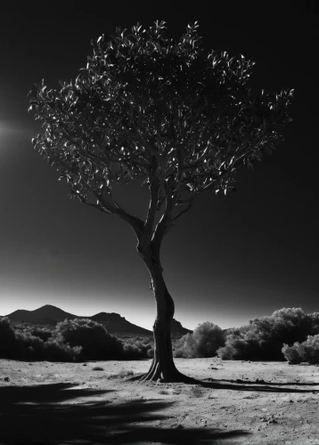 isolated tree,lone tree,argan tree,arid landscape,arid,blackandwhitephotography,joshua trees,monochrome photography,olive tree,lunar landscape,desertification,argan trees,joshua tree national park,mojave,arid land,tree thoughtless,tree silhouette,moonscape,a tree,the japanese tree,Photography,Black and white photography,Black and White Photography 08