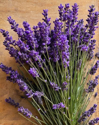 lavandula,english lavender,fernleaf lavender,egyptian lavender,lavender bunch,the lavender flower,lavendar,lavender flowers,lavender oil,french lavender,lavender flower,lavandula dentata,lavander,lavenders,verbena,lavender,sea-lavender,verbena family,lavander products,lavender cultivation,Conceptual Art,Daily,Daily 04