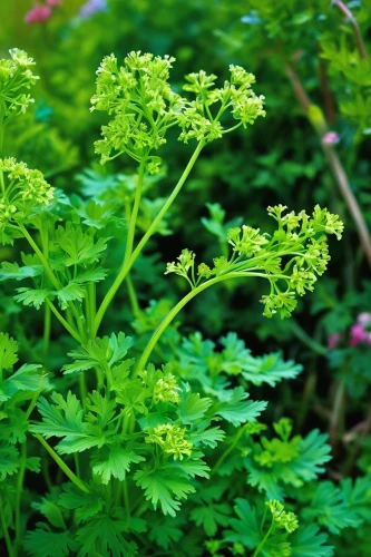 umbelliferae,sweet cicely,chervil,filipendula ulmaria,galium,wild celery,parsley leaves,garden angelica,gremolata,common rue,greek valerian,sambucus,water dropwort,lepidium meyenii,japanese meadowsweet,sweetscented bedstraw,thalictrum delavayi hewitt's double,shrub celery,parsley family,heracleum (plant),Conceptual Art,Fantasy,Fantasy 14