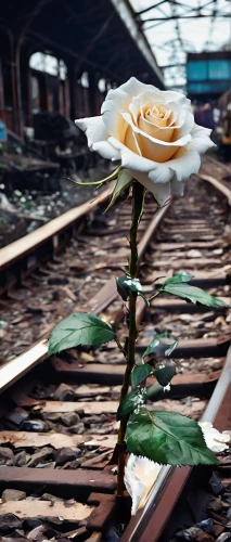 white rose on rail,yellow rose on rail,blue rose near rail,fallen flower,porcelain rose,white rose,paper rose,landscape rose,historic rose,seerose,reading terminal flower,disney rose,frame rose,dried rose,red poppy on railway,culture rose,romantic rose,way of the roses,flower rose,crepe jasmine,Conceptual Art,Fantasy,Fantasy 26