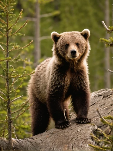 grizzly cub,brown bear,grizzly bear,bear cub,brown bears,cub,cute bear,nordic bear,american black bear,kodiak bear,grizzly,bear kamchatka,bear guardian,spectacled bear,little bear,great bear,bear,baby bear,buffalo plaid bear,scandia bear,Illustration,Retro,Retro 06