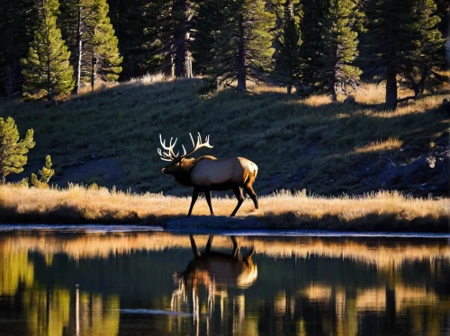 bull elk resting,elk,elk bull,bull elk next to madison river,whitetail,glowing antlers,bull moose,elk reposing on lateral moraine,young bull elk,mule deer,bull elk on lateral moraine,whitetail buck,moose,gold deer,moose antlers,male deer,elks,deer silhouette,bull moose at gros ventre,deer bull,Photography,Fashion Photography,Fashion Photography 11