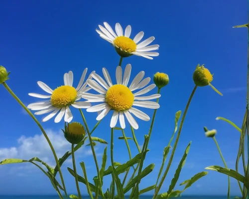 seaside daisy,mayweed,wood daisy background,australian daisies,sea aster,oxeye daisy,ox-eye daisy,marguerite daisy,leucanthemum,blue daisies,daisy flowers,daisies,sun daisies,camomile flower,dandelion background,flower background,daisy flower,common daisy,marguerite,white daisies,Conceptual Art,Daily,Daily 10