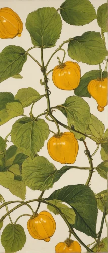 lemon wallpaper,mandarin leaves,kumquats,physalis,botanical print,kumquat,tangerine fruits,physalis peruviana,tangerines,lemon background,solanaceae,spotted jewelweed,citrus plant,apricots,illustration of the flowers,yellow plums,chinese lantern plant,nasturtiums,yellow wallpaper,citrus sinensis,Conceptual Art,Oil color,Oil Color 15